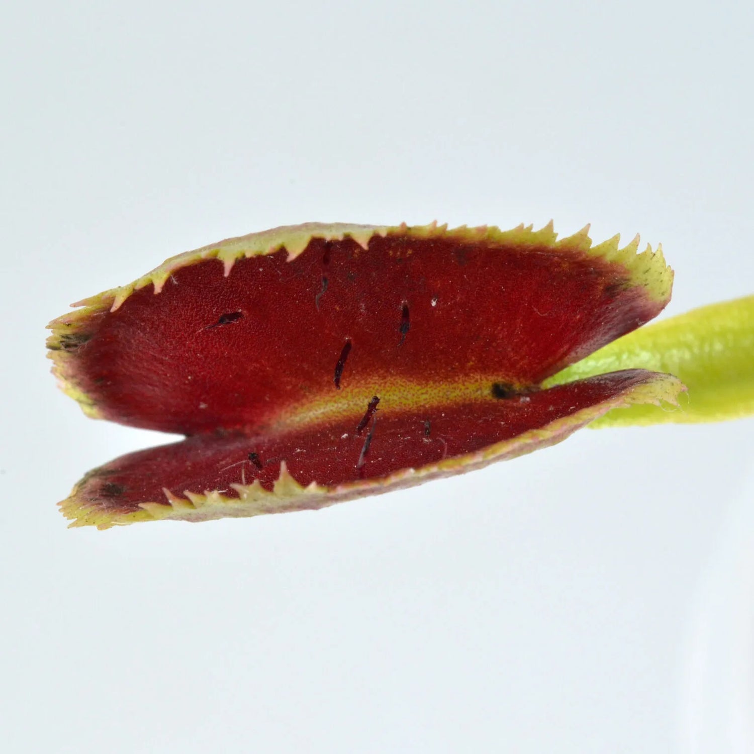 Dionaea m. ‘FTS Trigger Happy' Potted