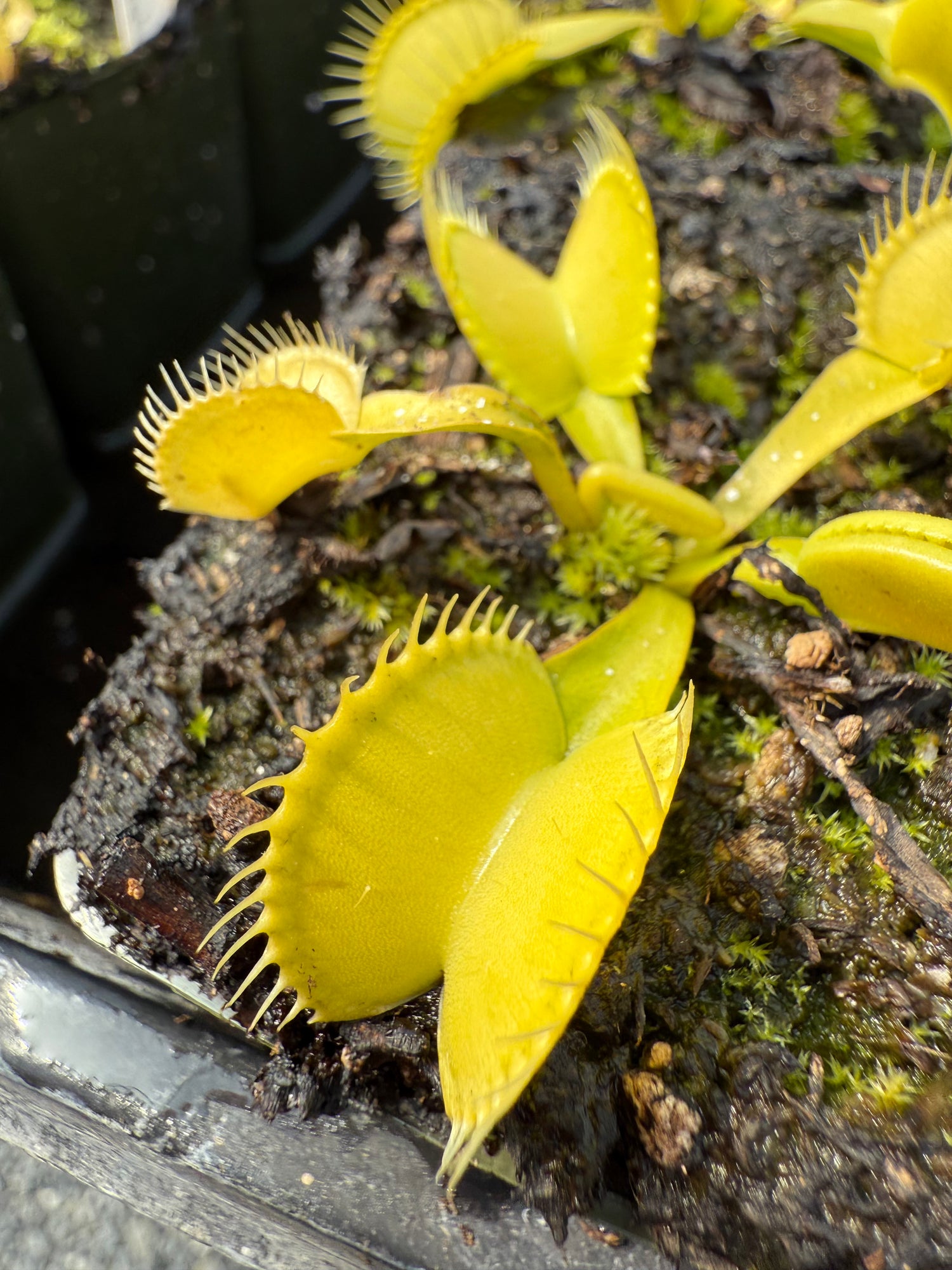 Dionaea m. 'Olive Green' JH Potted