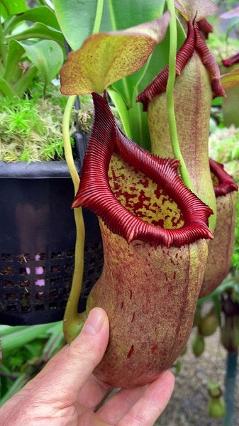 Nepenthes ventricosa x robcantleyi Potted