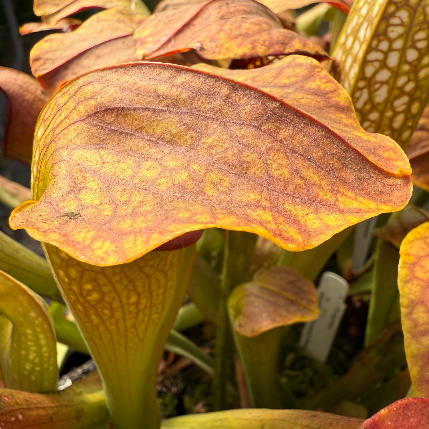 Sarracenia x “Frogman” Potted