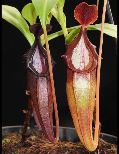 Nepenthes inermis x bongso Potted