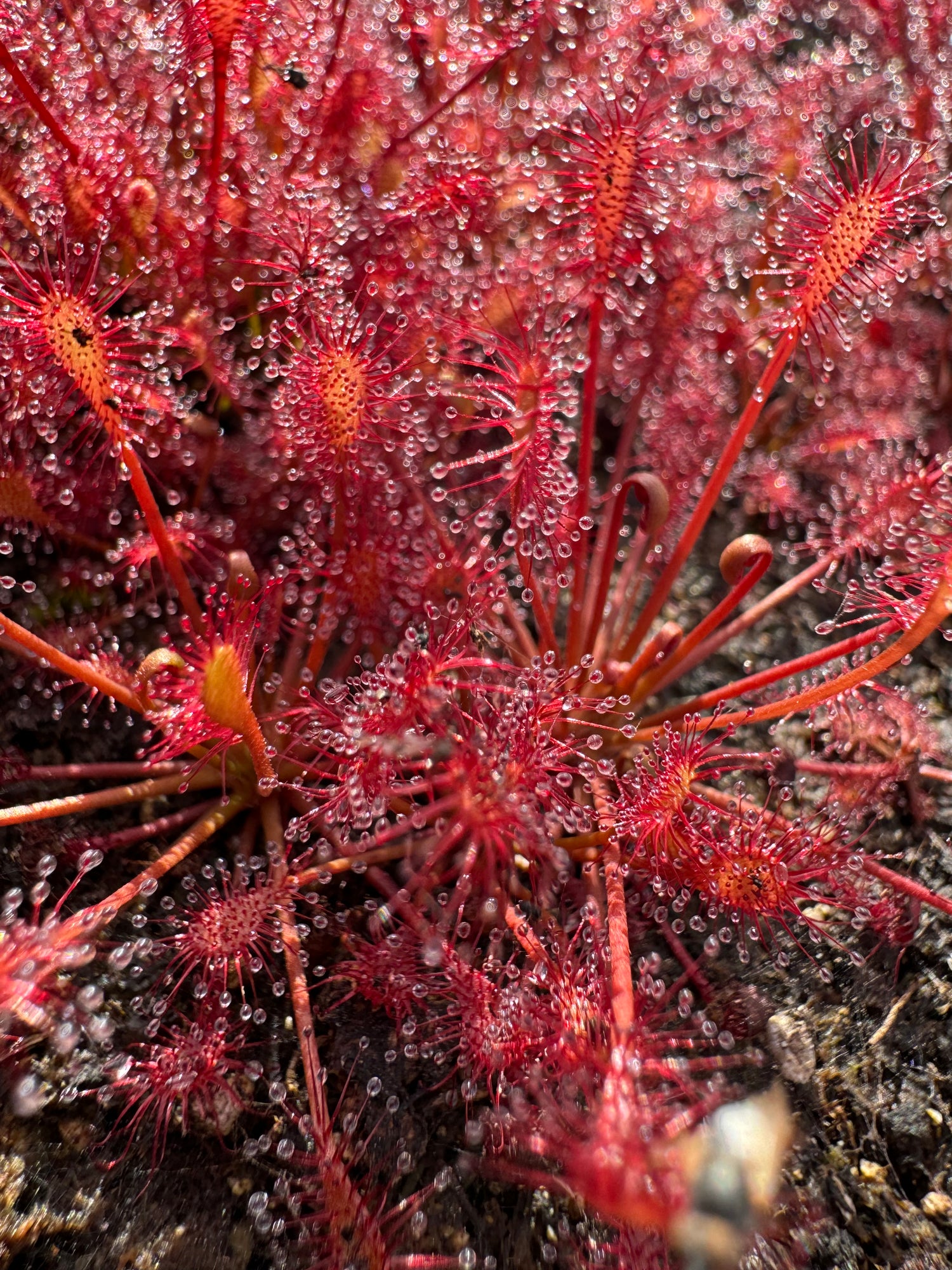 Drosera intermedia x capillaris Potted