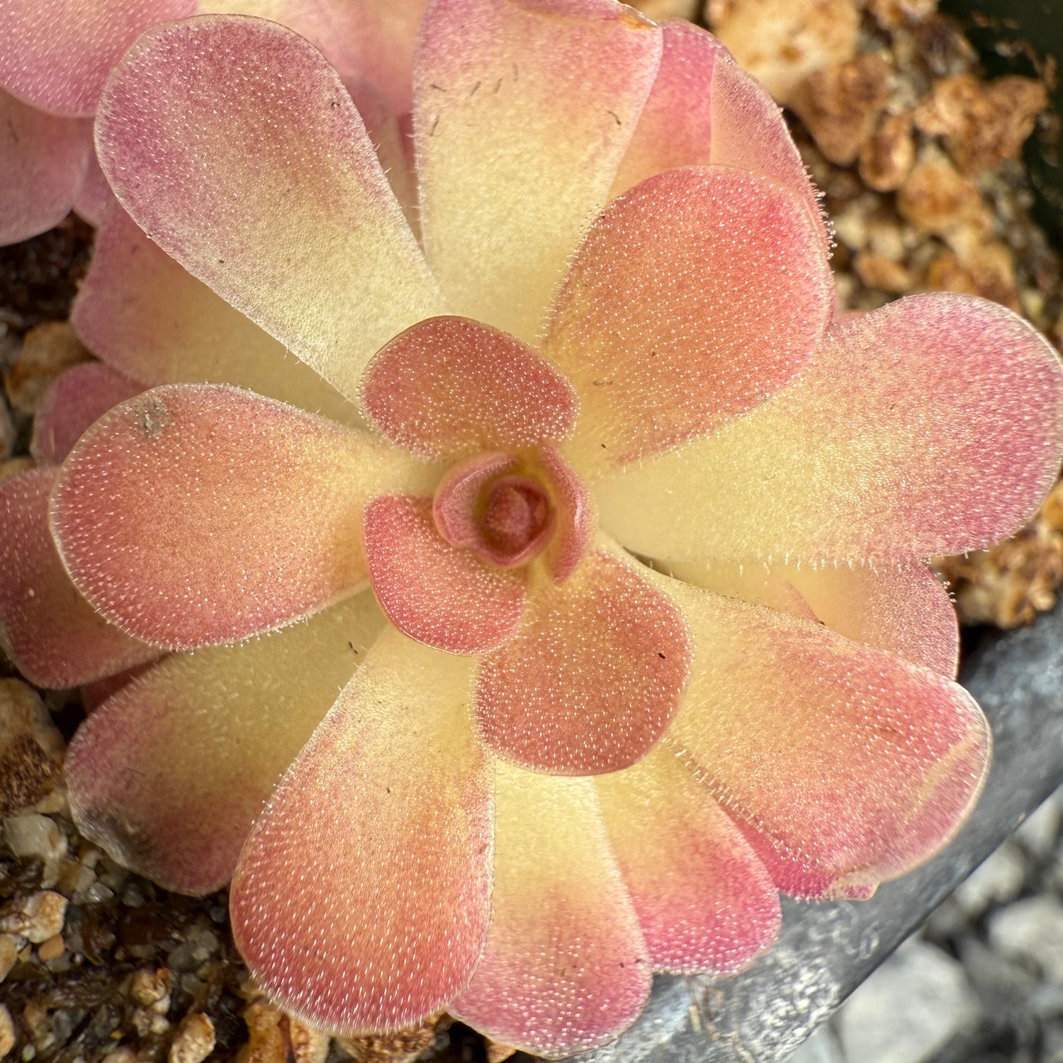 Pinguicula x ‘Johanna’ BARE ROOT