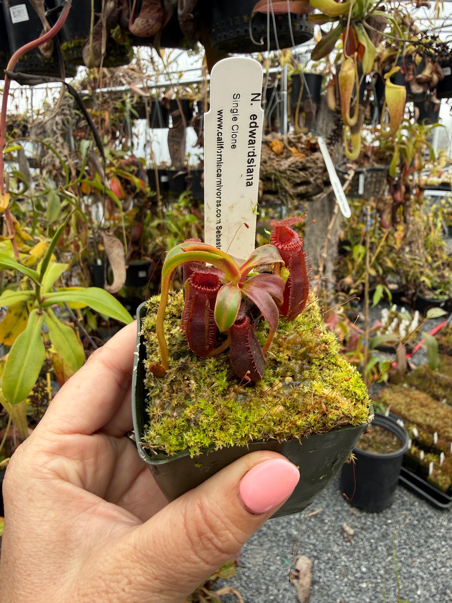 Nepenthes edwardsiana CalCarn Clone Potted