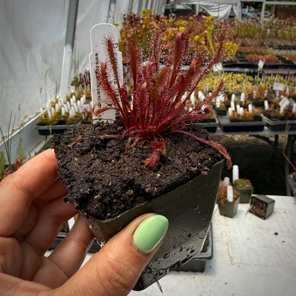 Drosera capensis “Dark Maroon” Potted