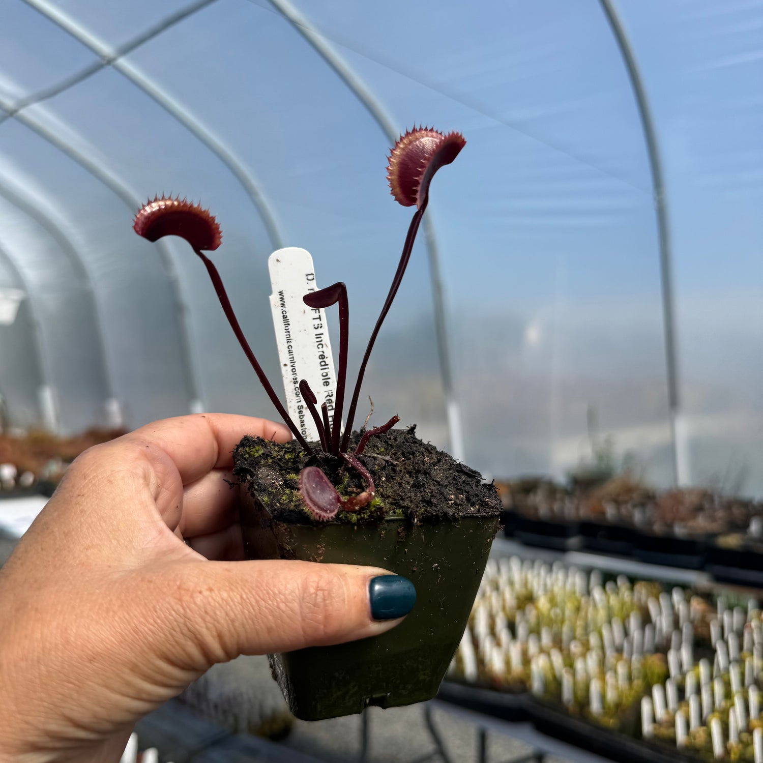 Dionaea m. ‘FTS Incredible Red Hulk' JH Potted