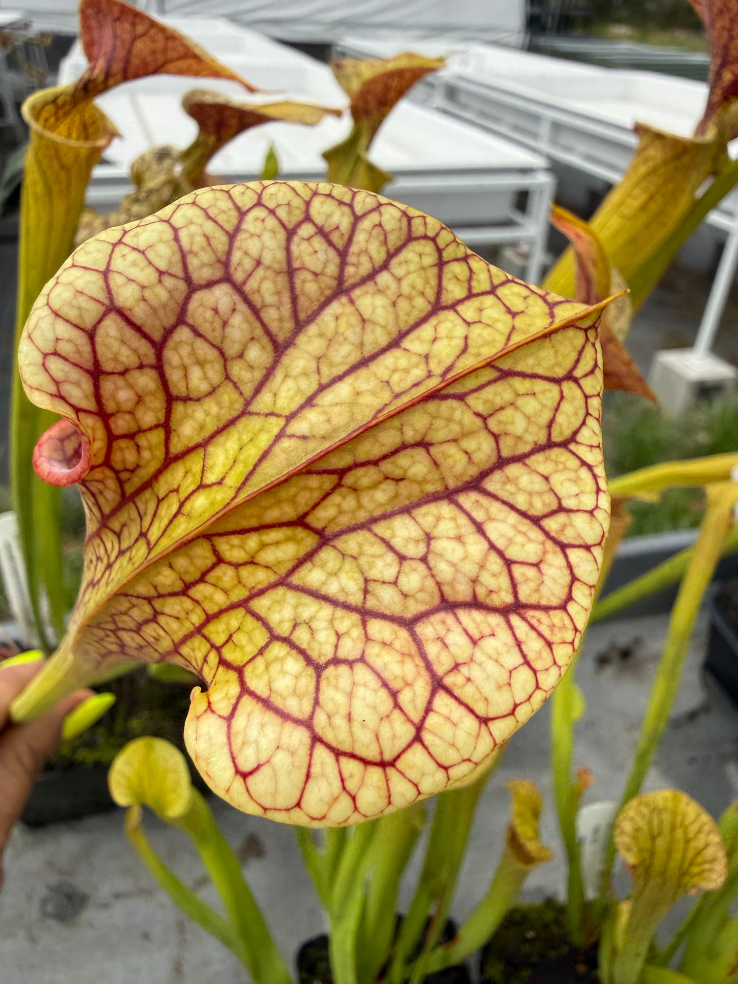 Sarracenia oreophila “Sand Mtn” x ( x ‘Adrian Slack’ ) RC Potted
