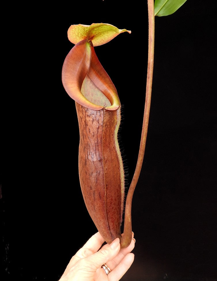 Nepenthes boschiana x mira Potted