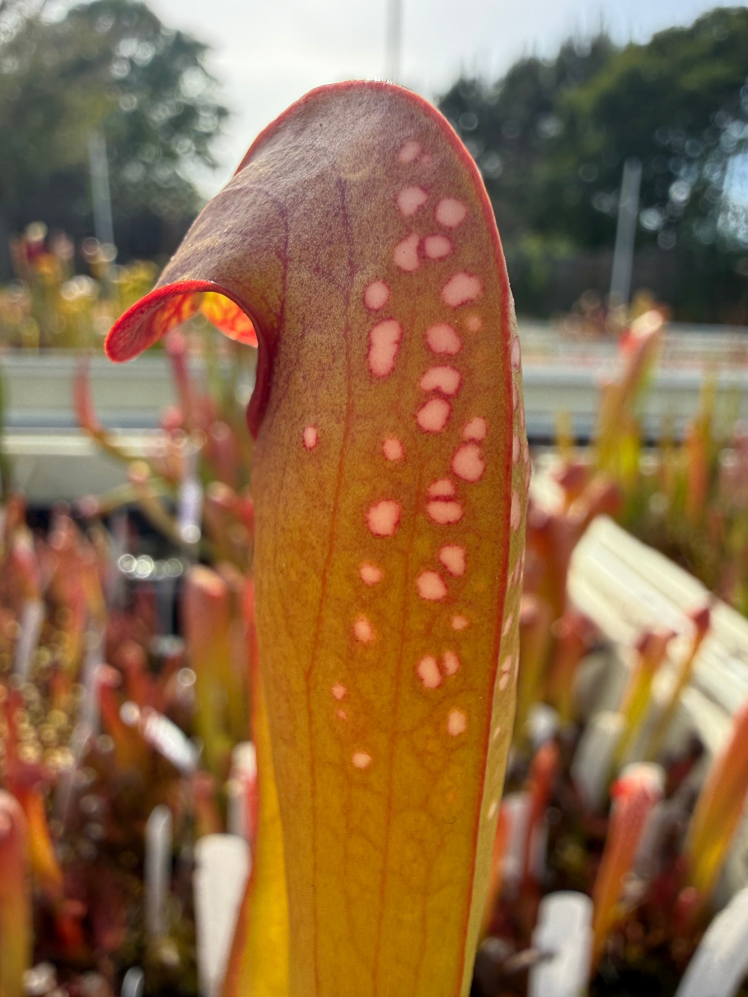 Sarracenia minor “Red Windows” x minor Potted