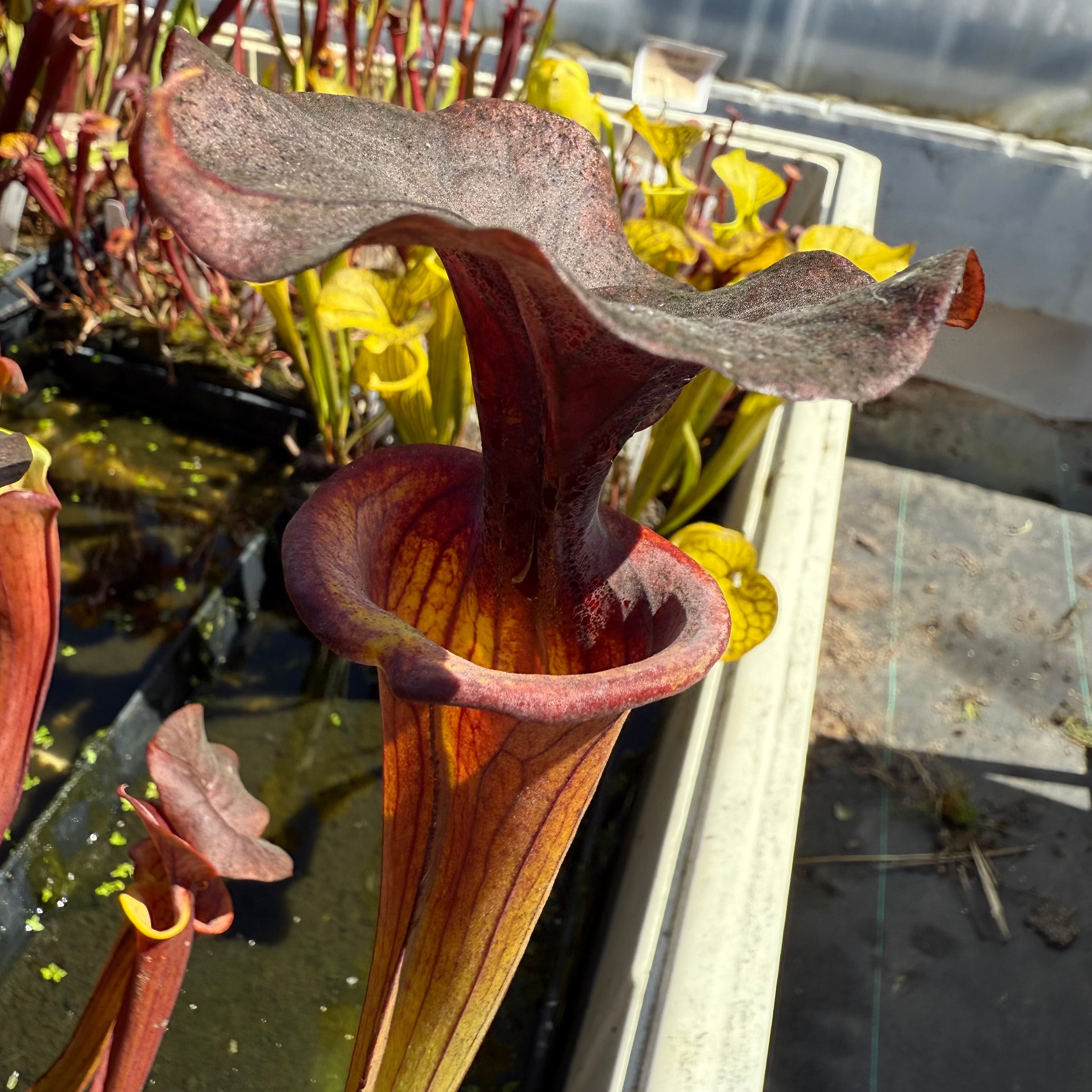 Sarracenia flava var. cuprea 