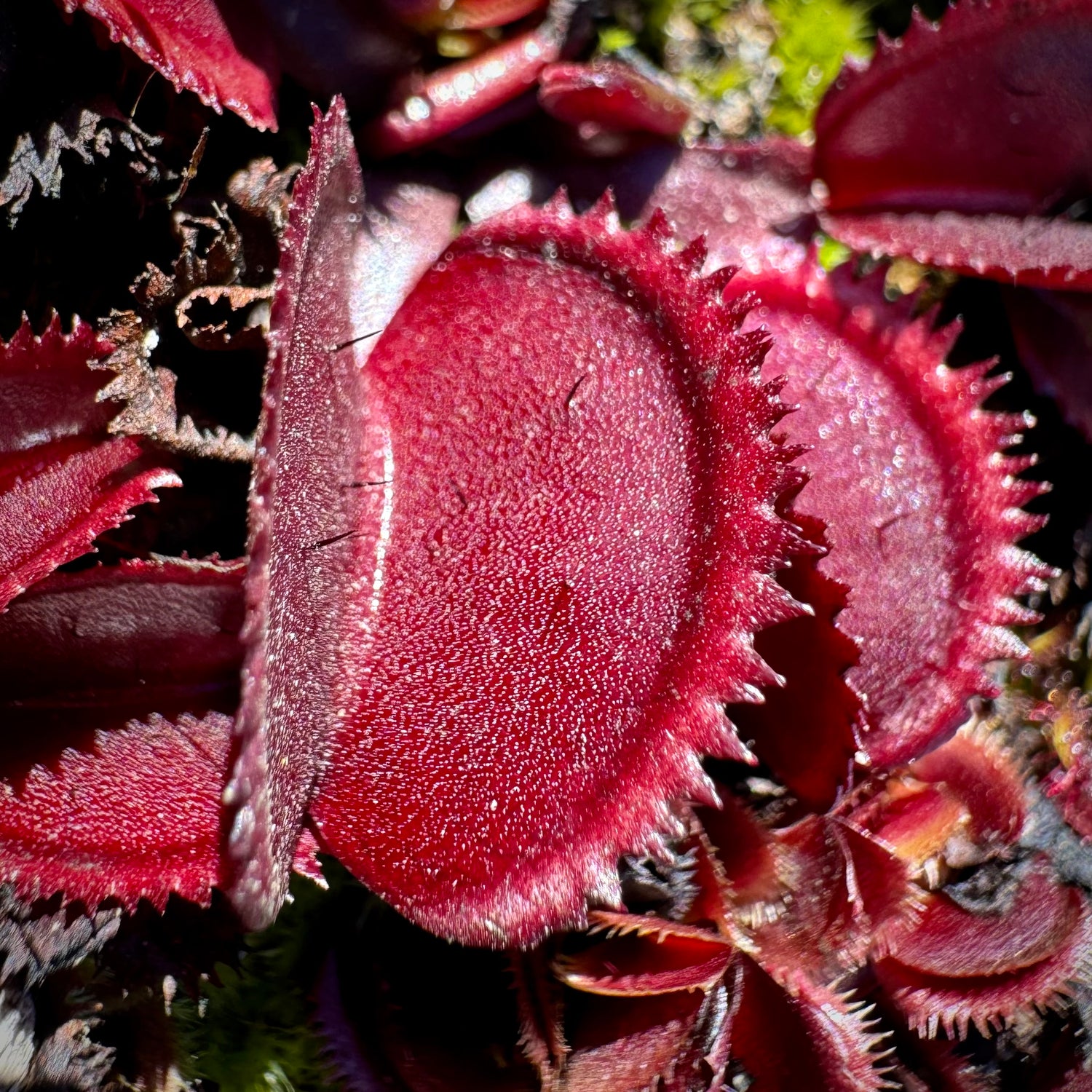 Dionaea m. 'Bohemian Garnet' JH Potted