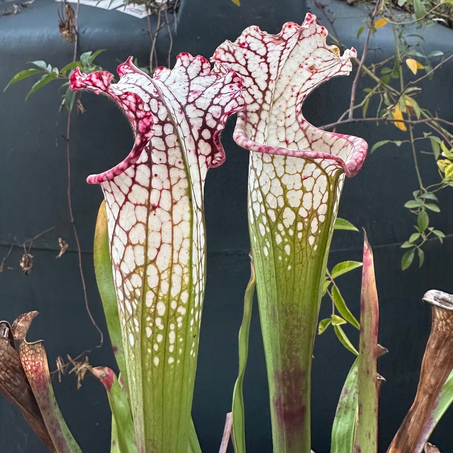Sarracenia leucophylla Franklin Co, FL "Purple Lips Imposter" DG Potted