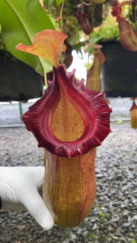 Nepenthes robcantleyi x ( sibuyanensis x ventricosa ) Potted