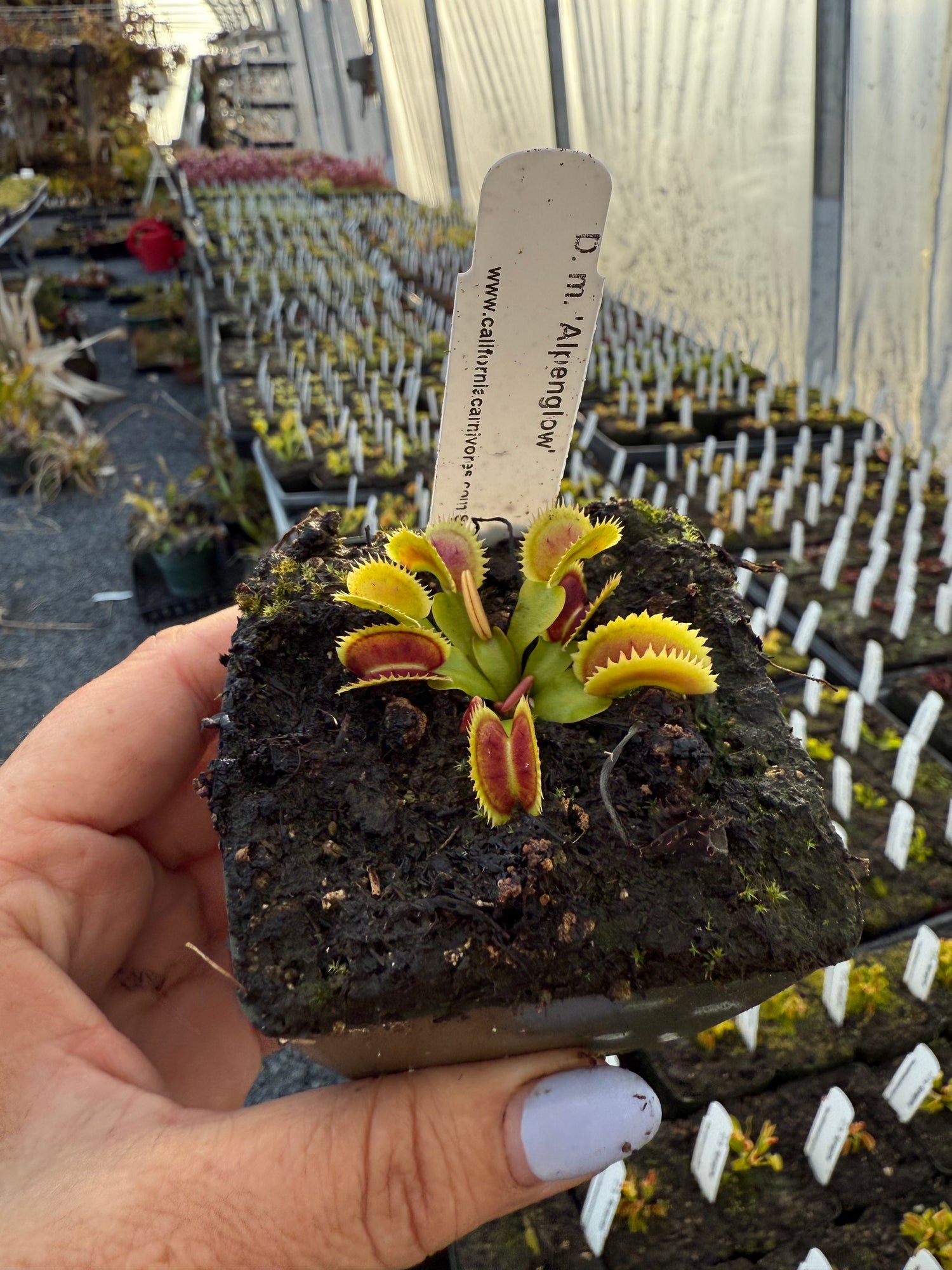 Dionaea m. ‘Alpenglow' Potted