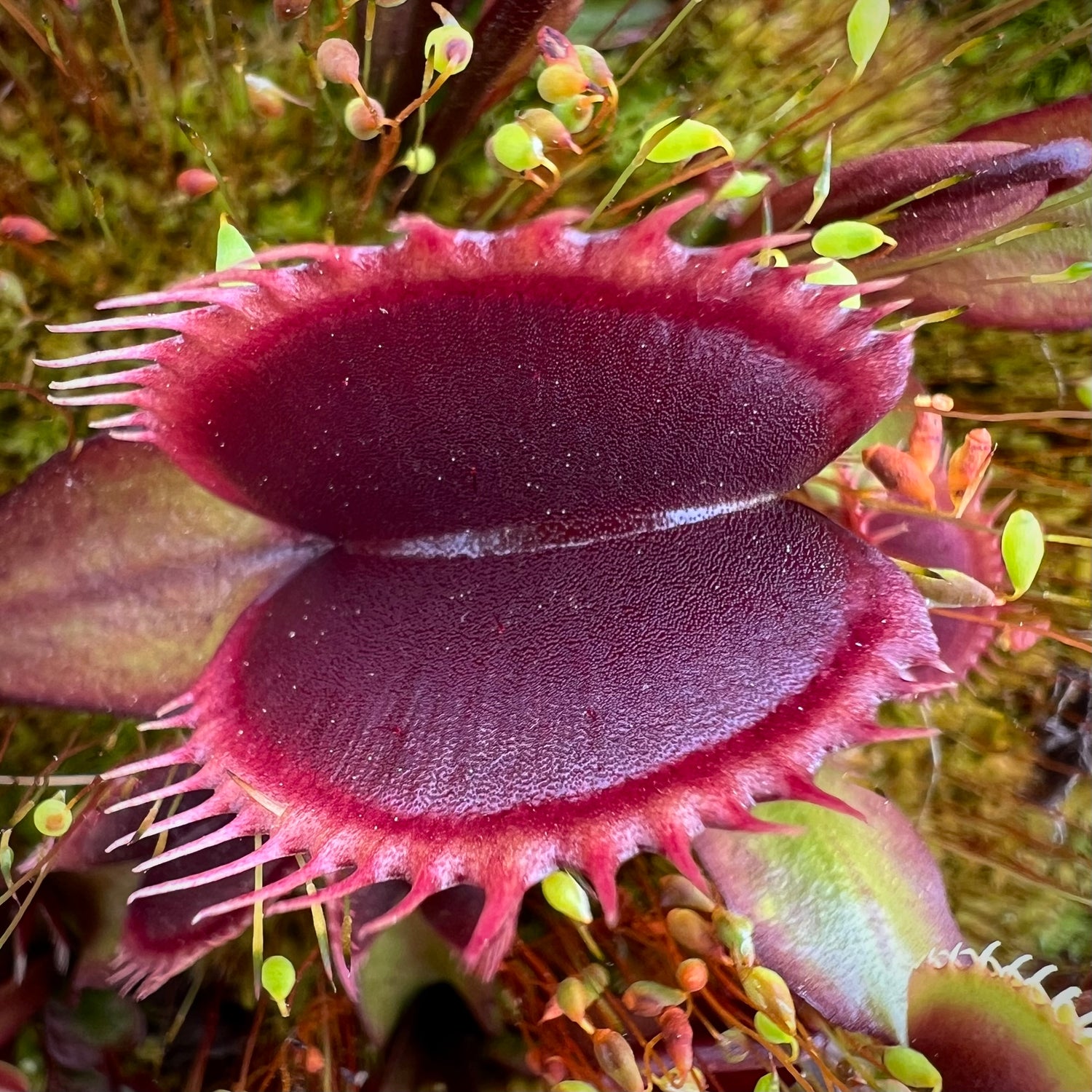 Dionaea m. 'FTS Maroon Monster' Potted
