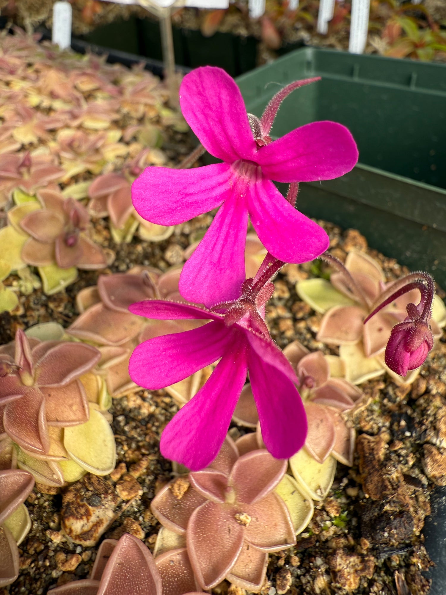 Pinguicula x “Estrellita” BARE ROOT