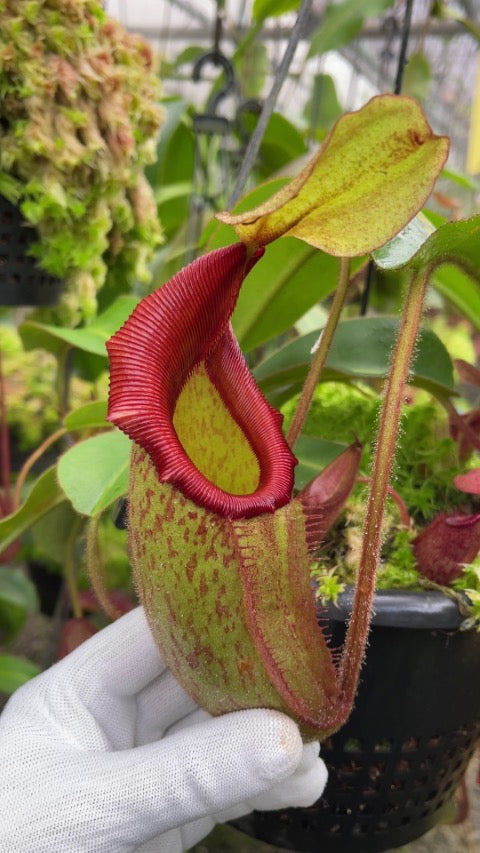 Nepenthes rajah x veitchii ‘Gold Rush’ Potted