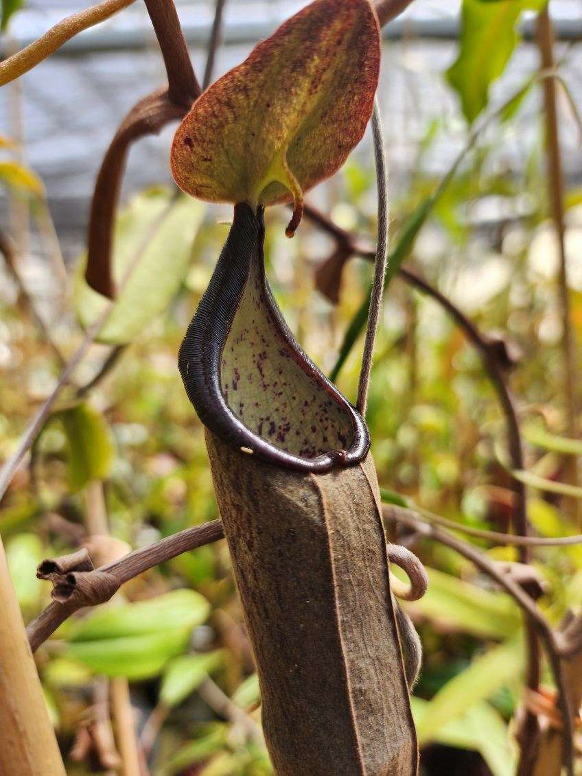 Nepenthes lingulata CalCarn Seed-Grown Potted