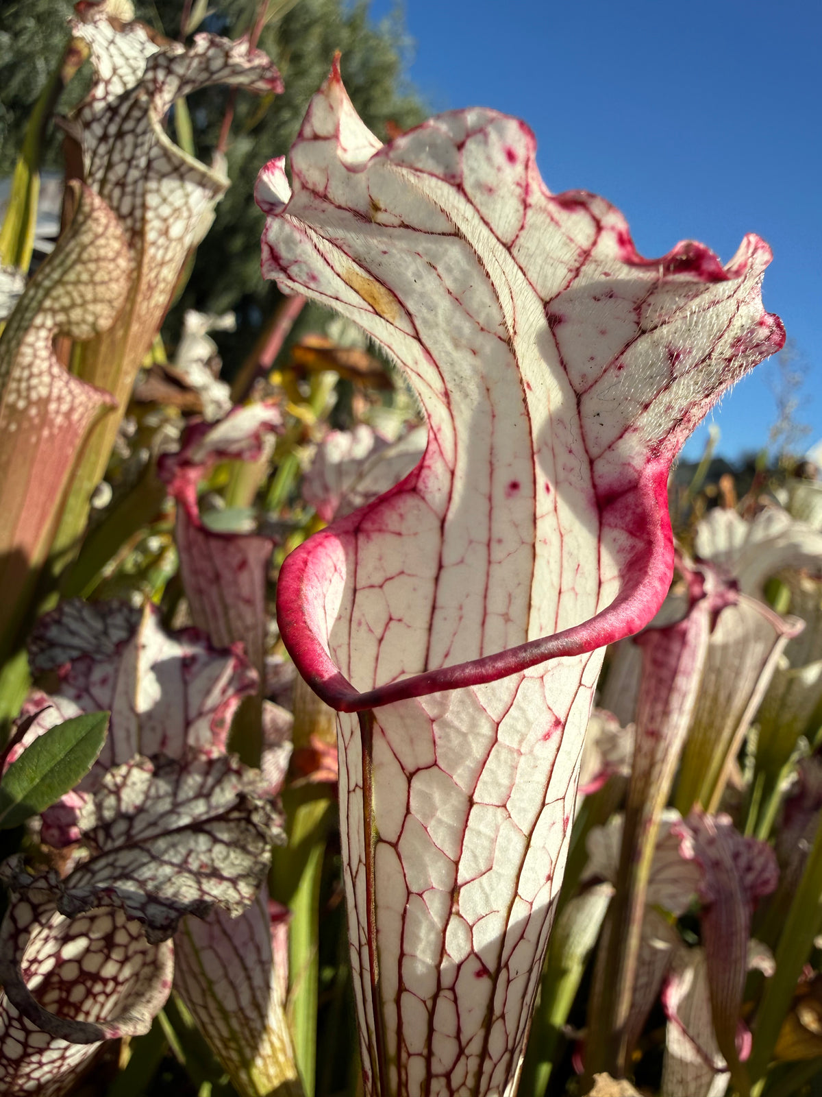 Sarracenia leucophylla “Aurora” Potted