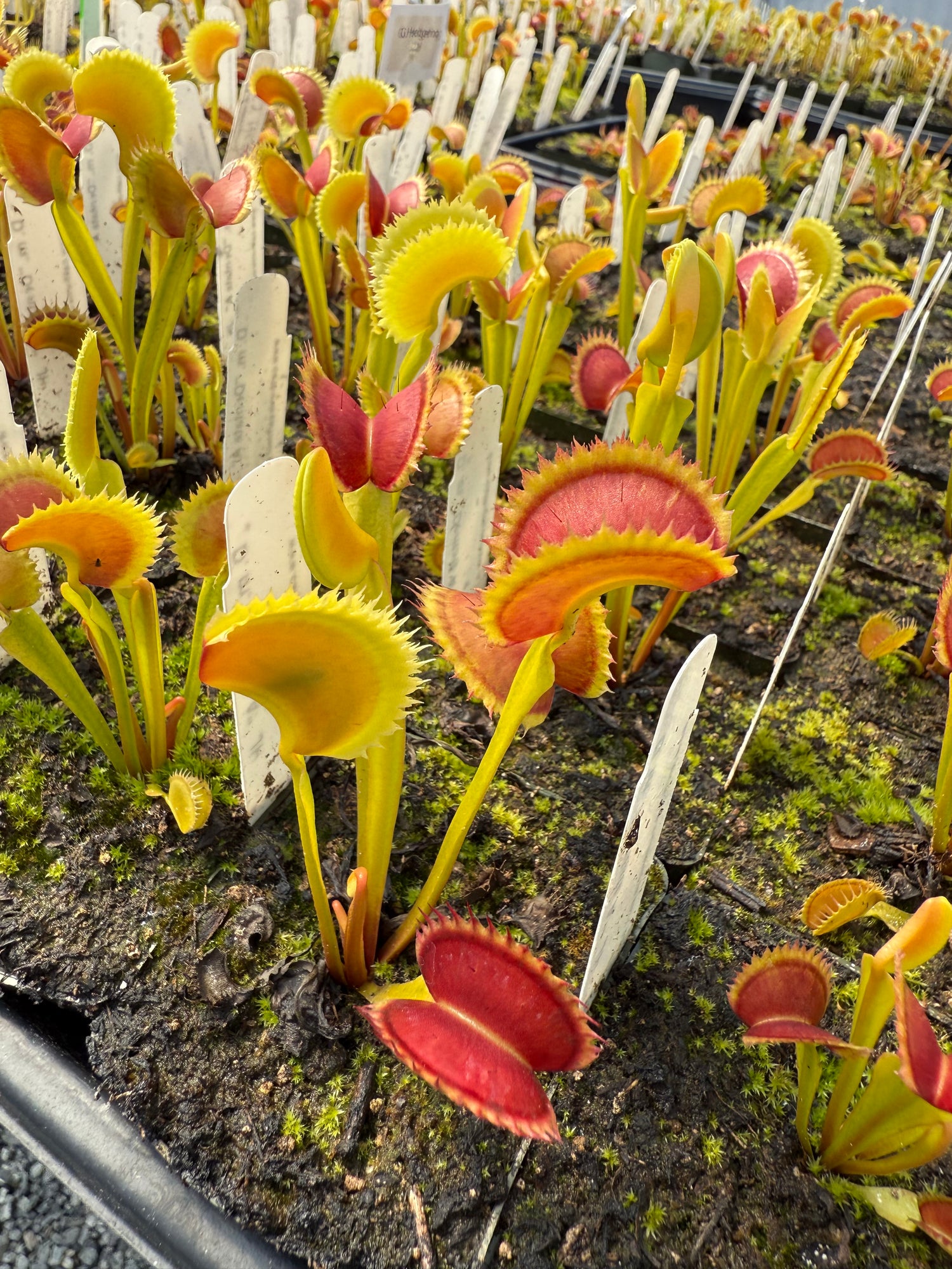 Dionaea m. 'Dentata A’ JH Potted