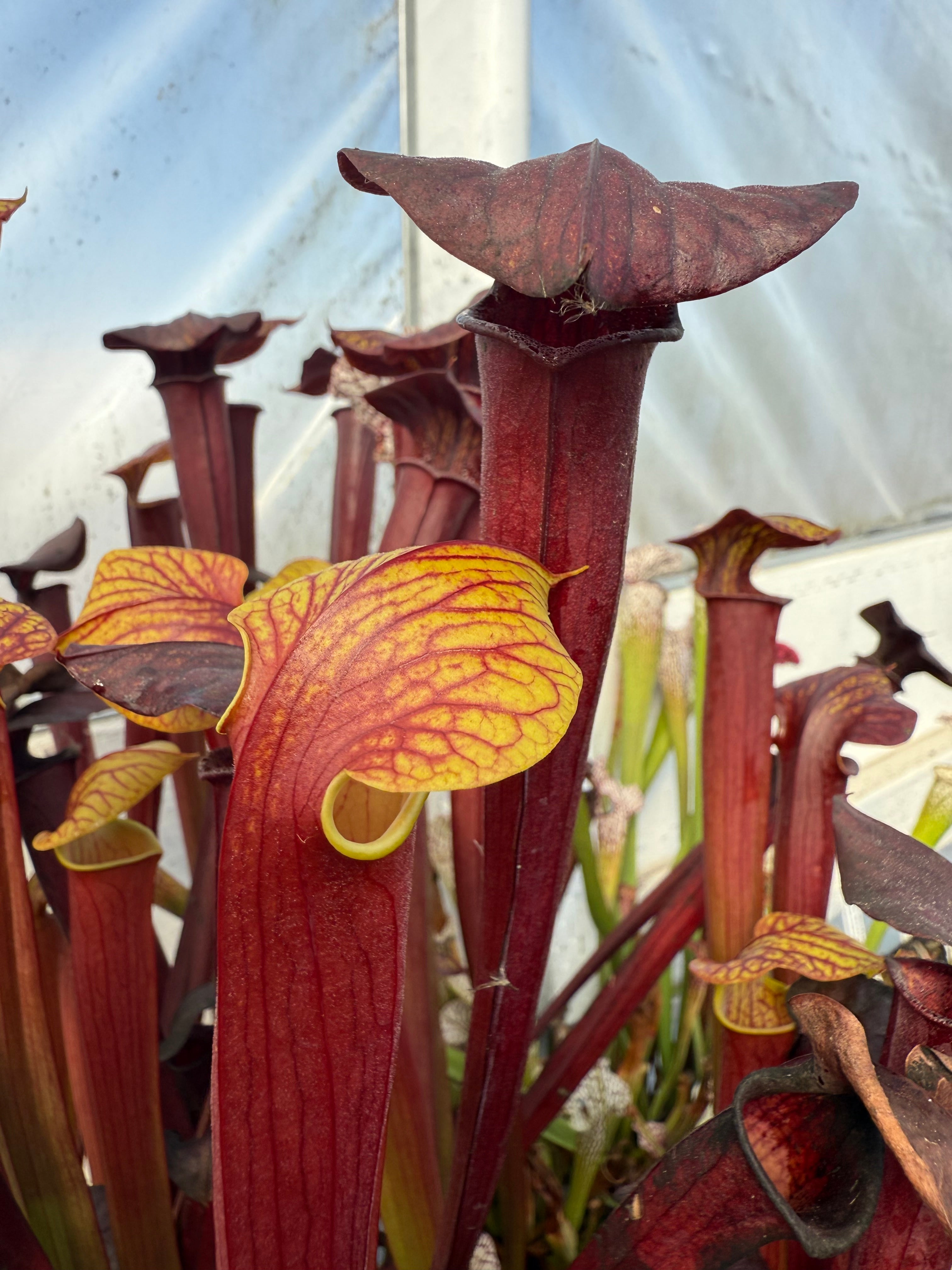 Sarracenia alata v rubrioperculata x flava v rubricorpora Potted