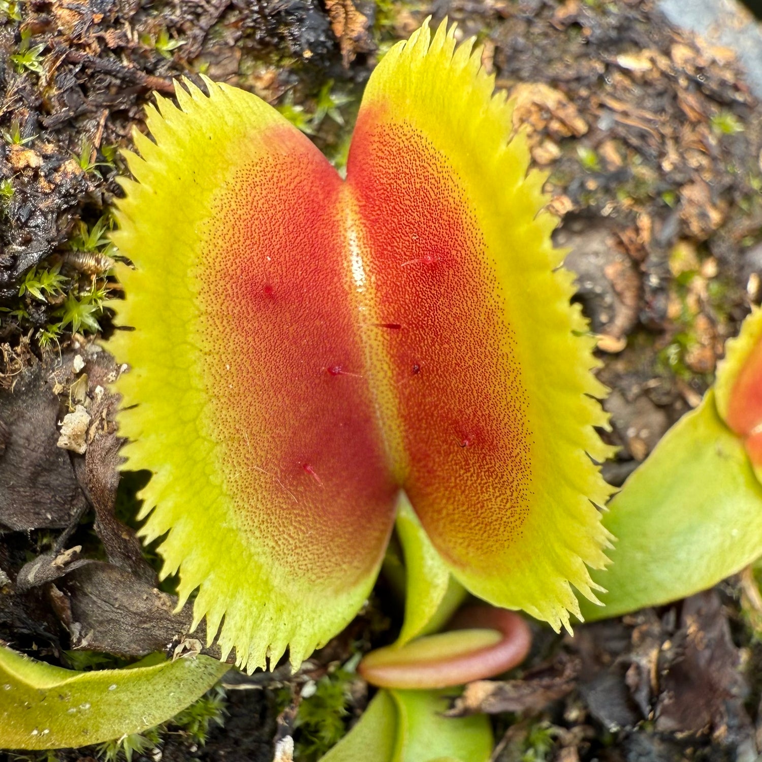 Dionaea m. 'Guava Sawtooth' JH Potted