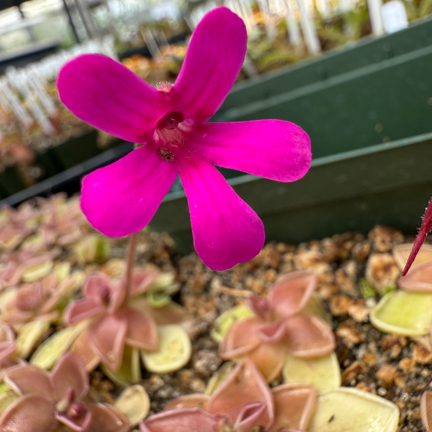 Pinguicula x “Estrellita” BARE ROOT