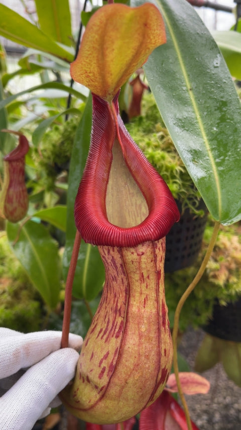 Nepenthes burkei x ( burbidgeae x edwardsiana ) Potted