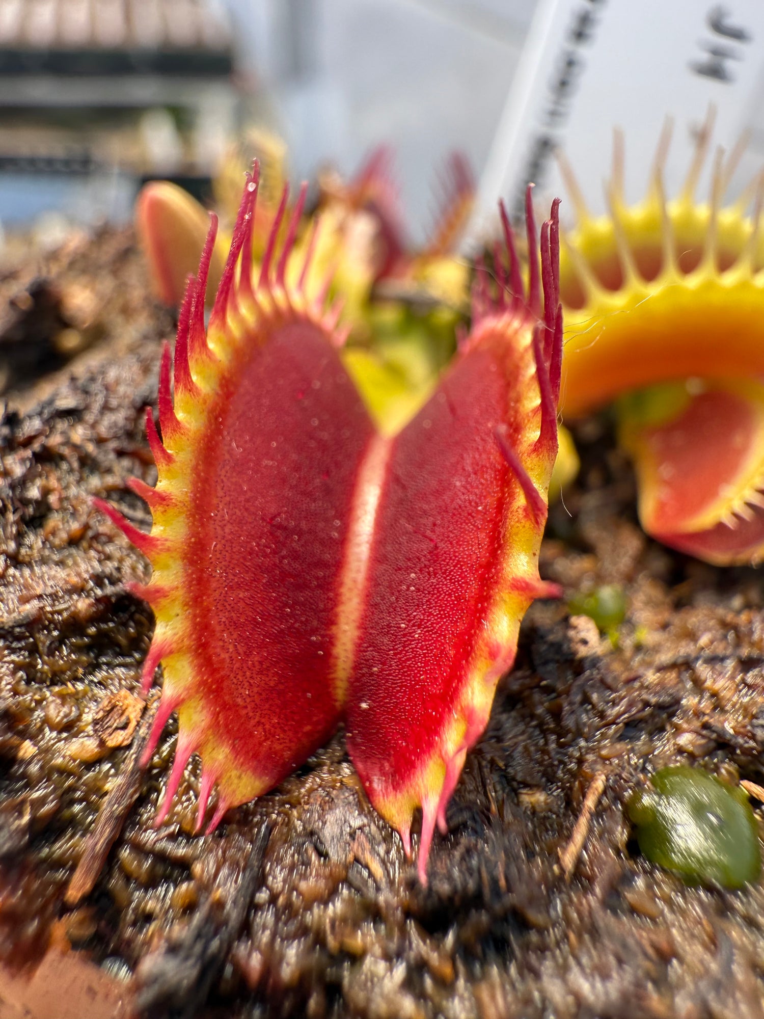 Dionaea m. 'Banded' JH Potted