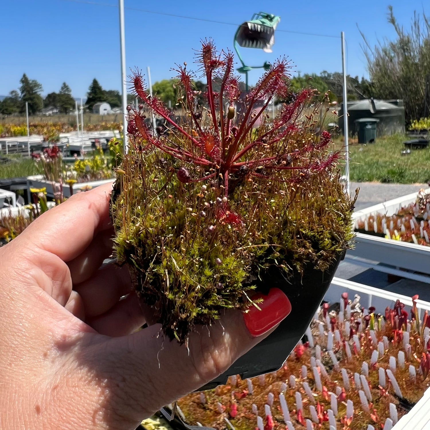 Drosera x hybrida "Florida" Potted