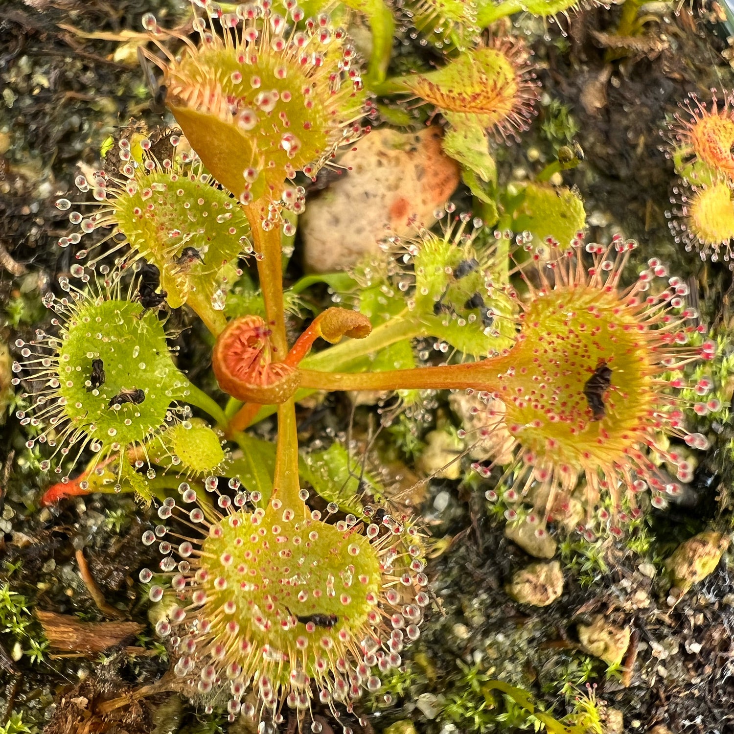 Drosera rupicola “Orange” Potted
