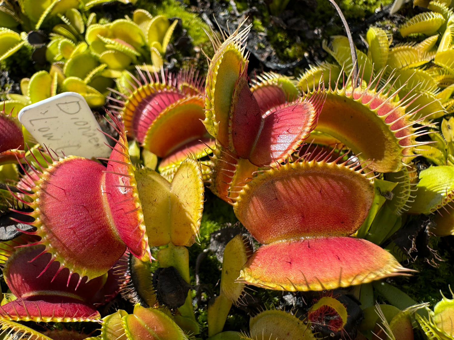 Dionaea m. 'Low Giant' JH Potted