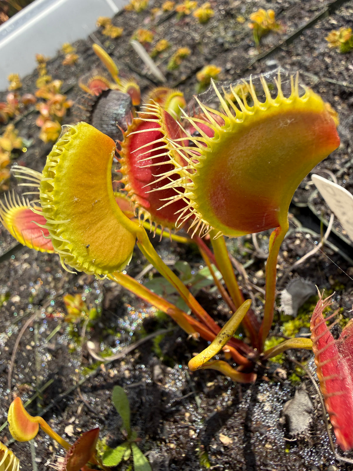 Dionaea m. “Trixie Mattel” Potted