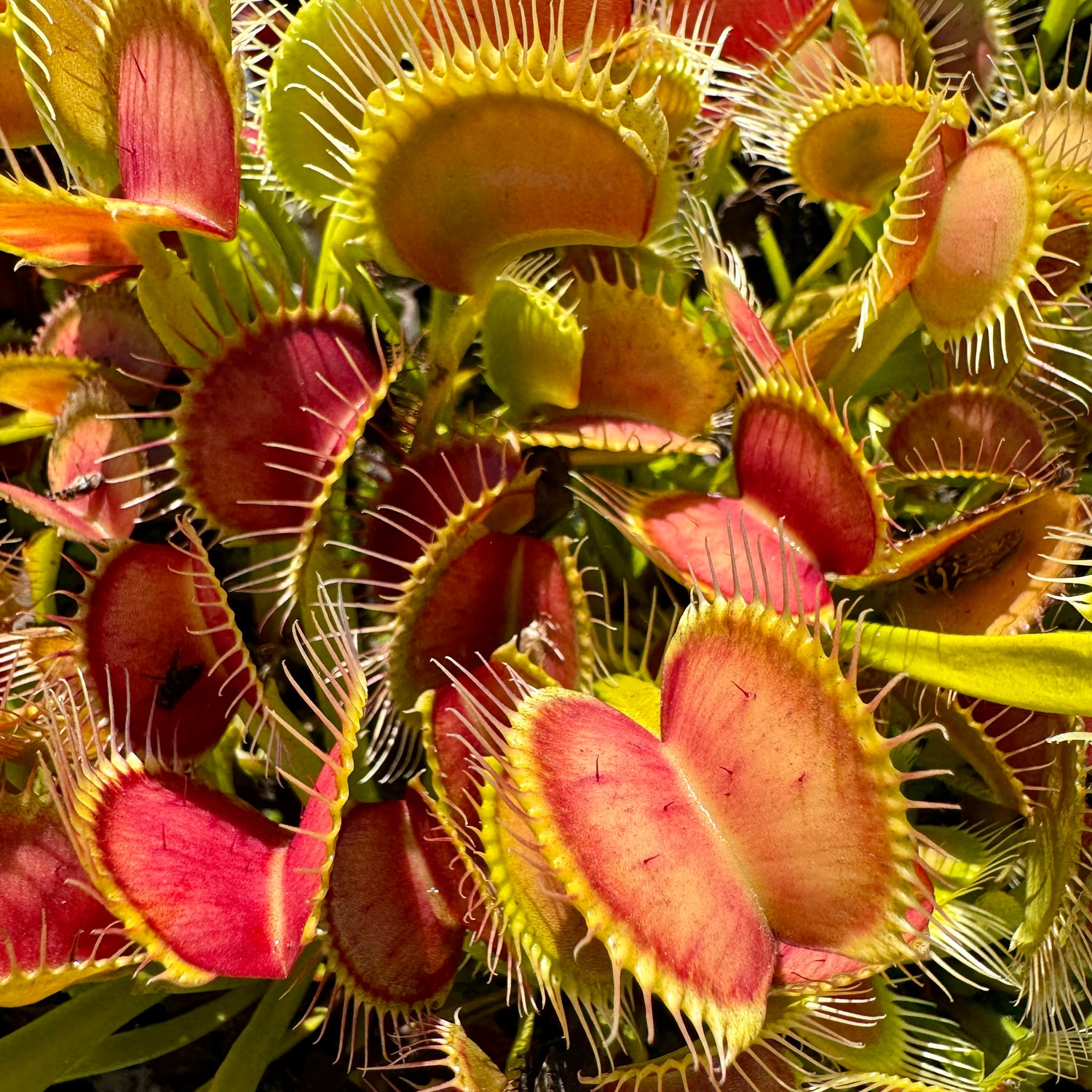 Dionaea m. “Jersey Devil” Potted