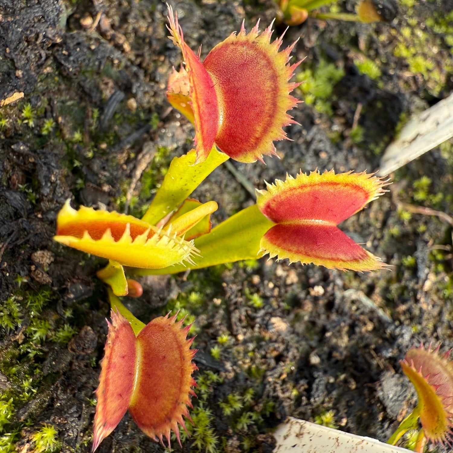 Dionaea m. “Bloody Shark” JH Potted