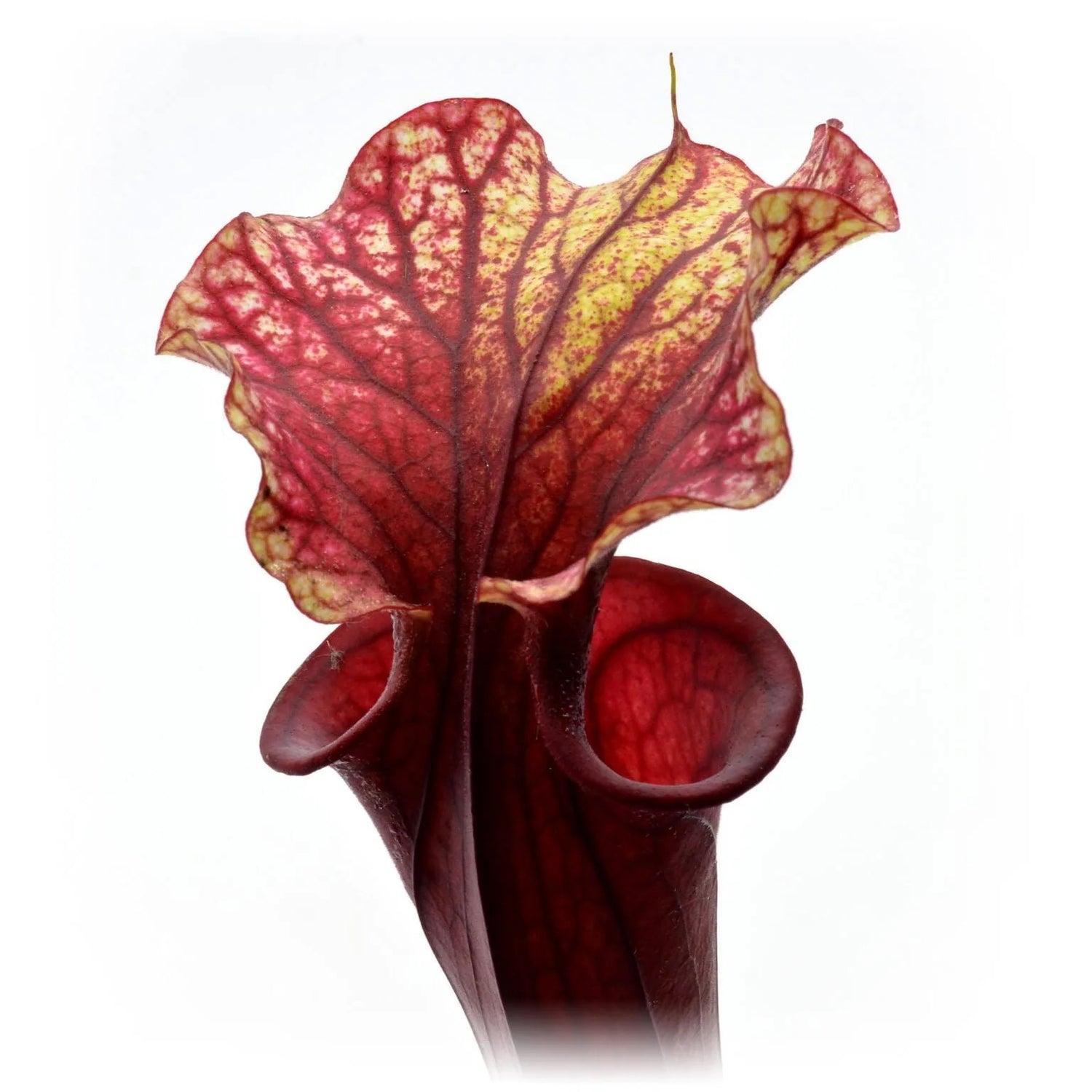 Sarracenia x “Acquerello” Potted