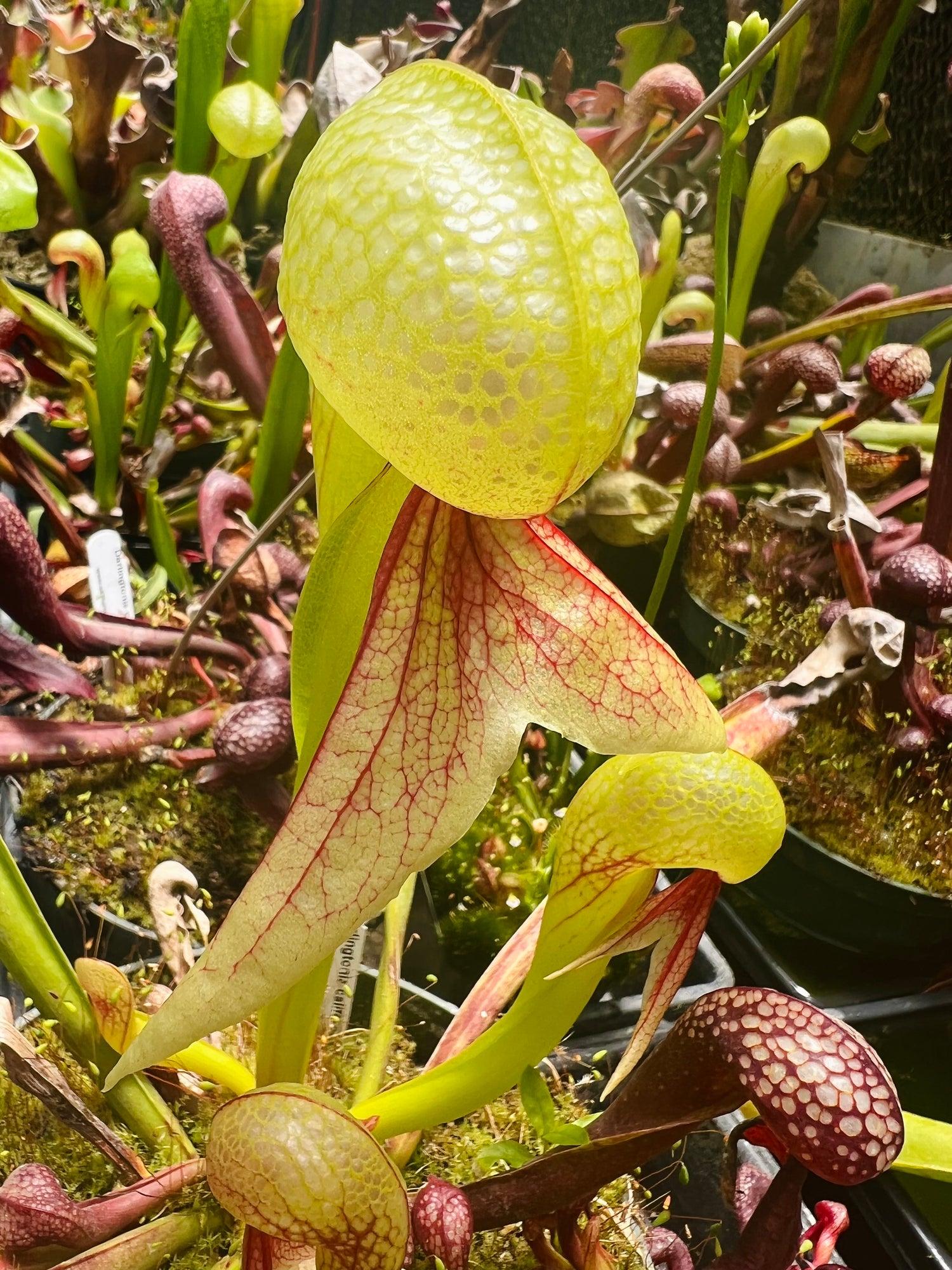 Darlingtonia californica TC Potted
