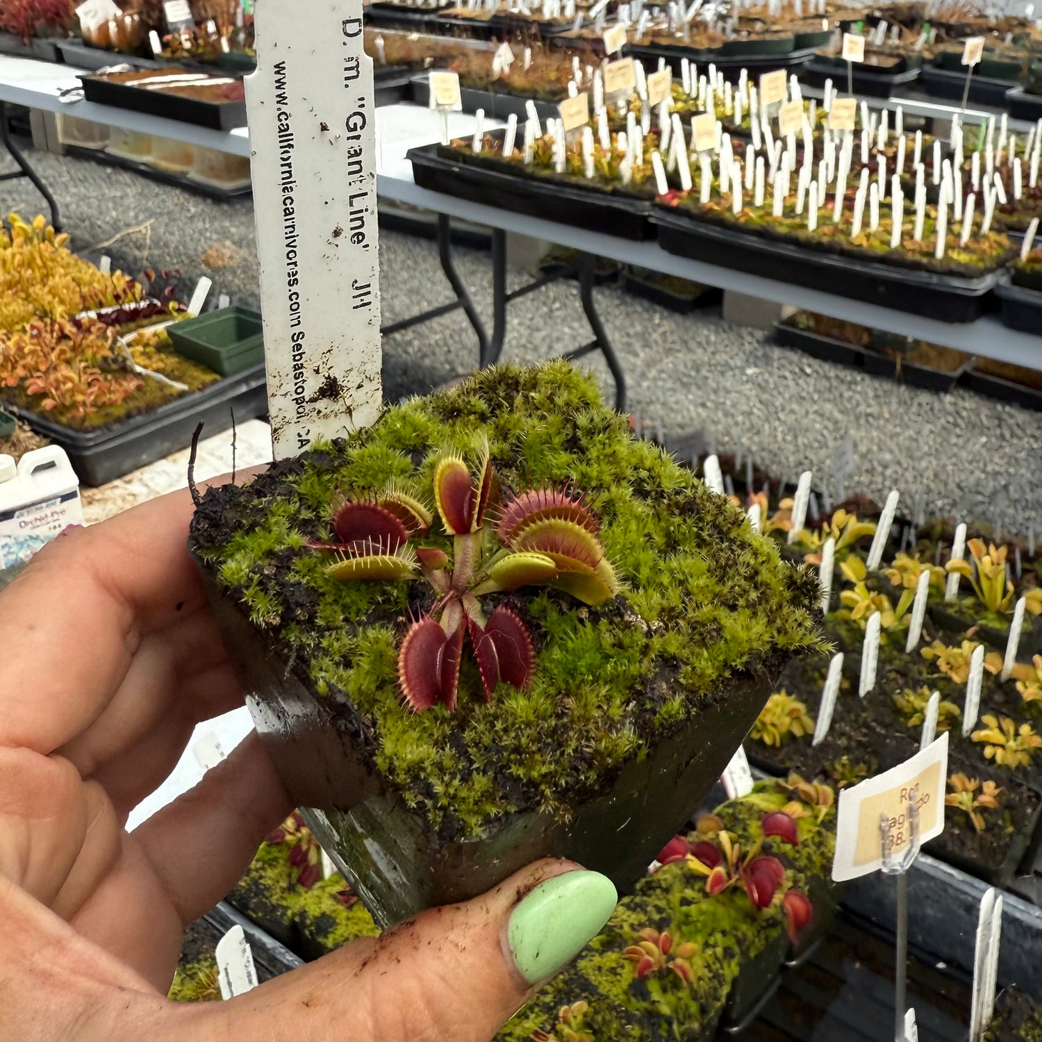 Dionaea m. “Grant Line” JH Potted
