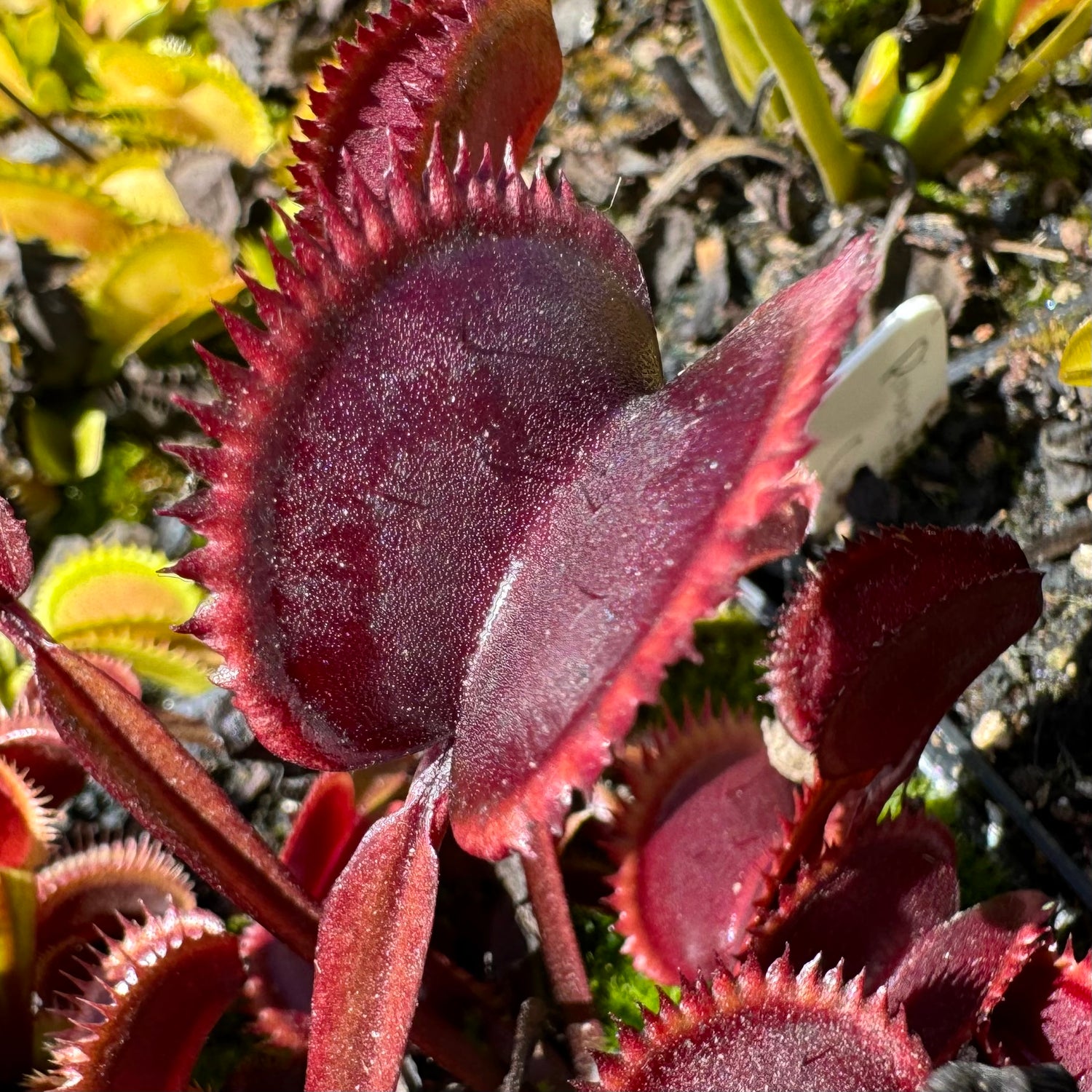 Dionaea m. “Amteborous” Potted