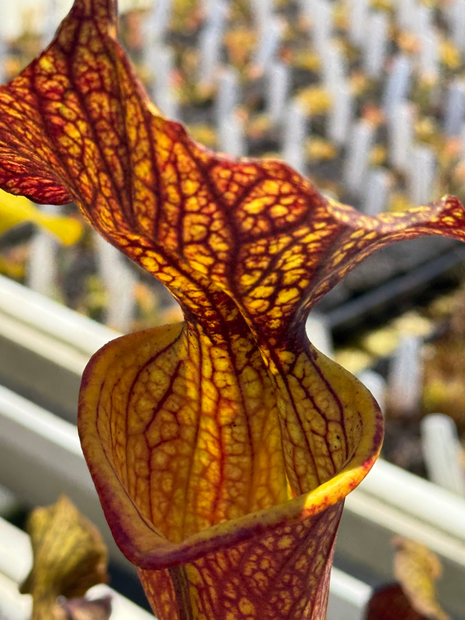 Sarracenia ( leucophylla “Red & White” x minor ‘Giant’ ) x flava var. ornata “Bulloch Co” DG Potted