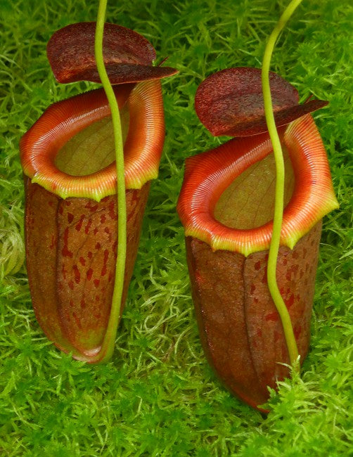 Nepenthes burkei x tenuis Potted