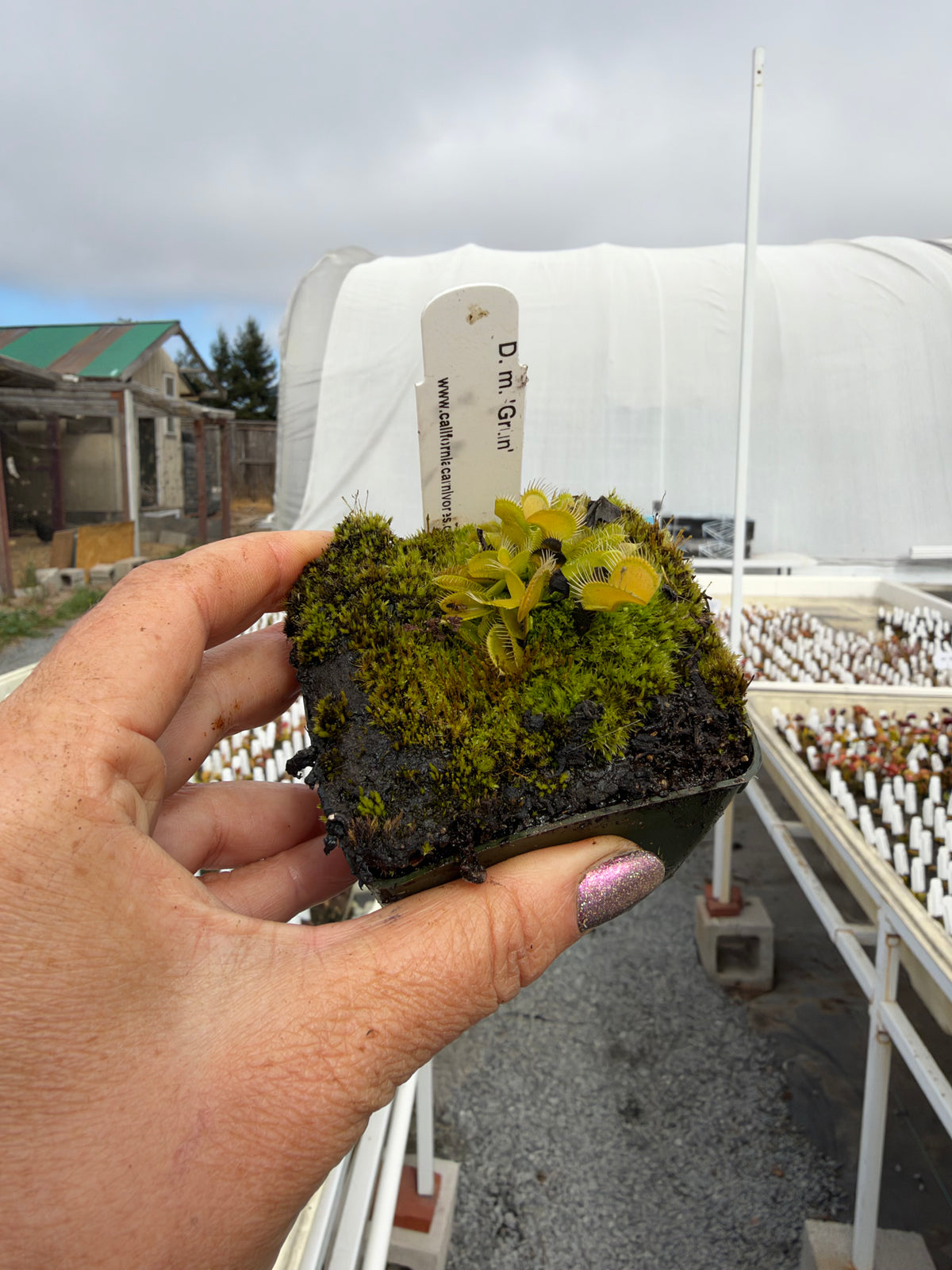 A hand holds a small green flytrap in a pot