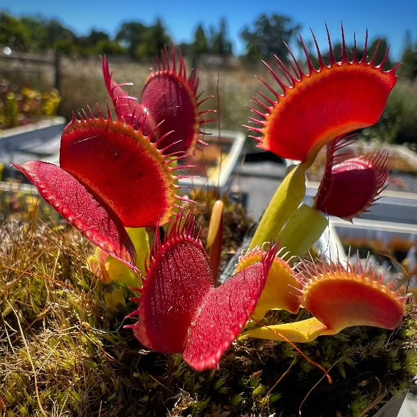 A red and green Venus flytrap grows in a mossy pot outside