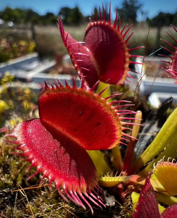 A close up of a red flytrap in a mossy pot