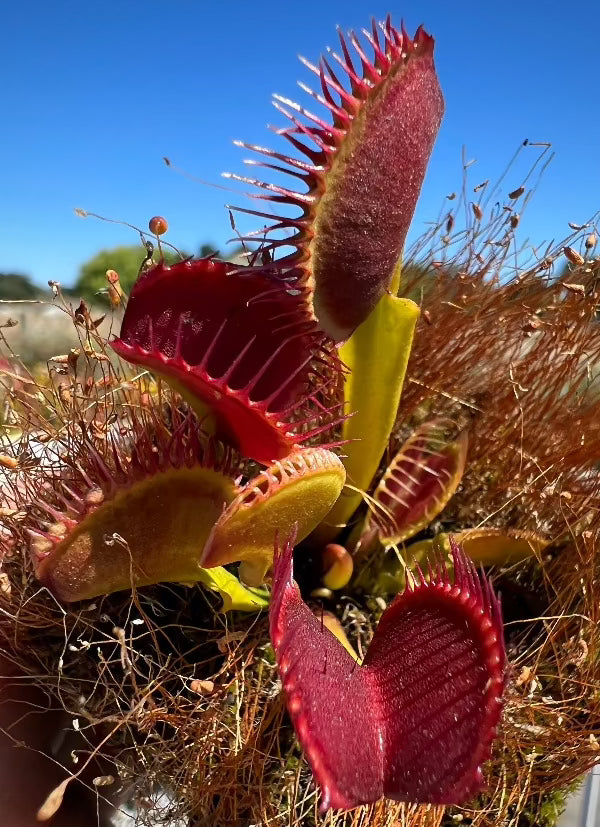 Dionaea Krampus growing in a mossy pot with red and green traps