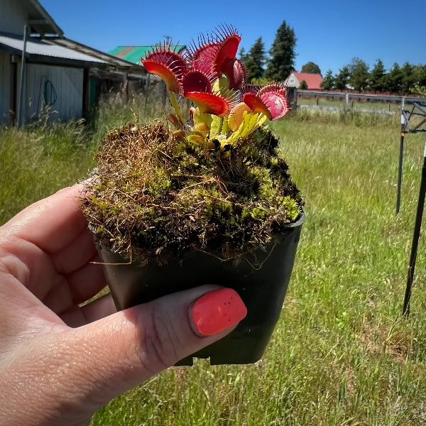 A hand holds a red and green Venus flytrap in a pot 