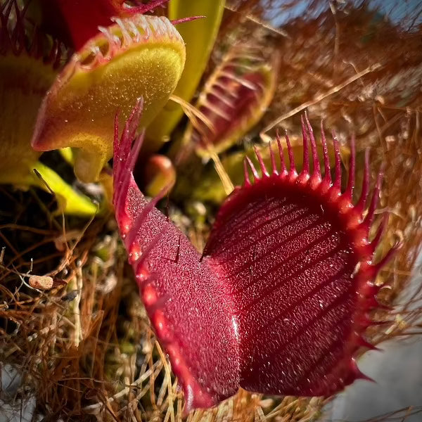 A close-up image of a Dionaea m. 'Krampus' Venus flytrap with red interior traps and green exterior traps, showing its toothed leaves and open trap.