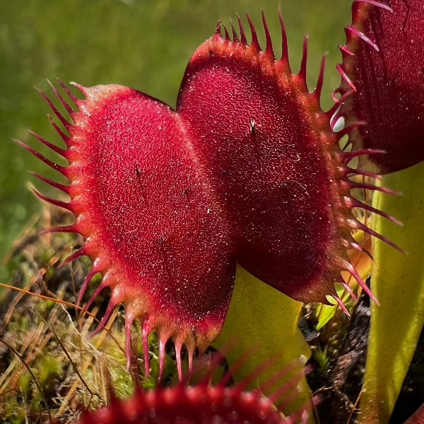 A close up of a red and green flytrap in a mossy pot