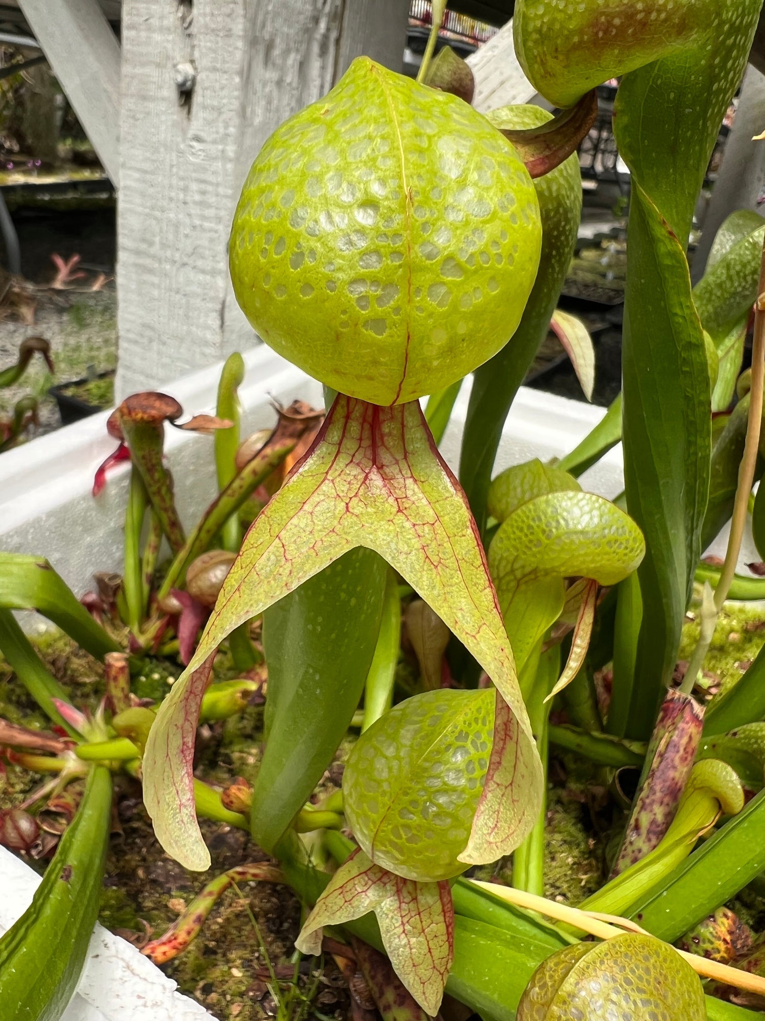 cobra lily flower Cobra Plant (Darlingtonia californica)