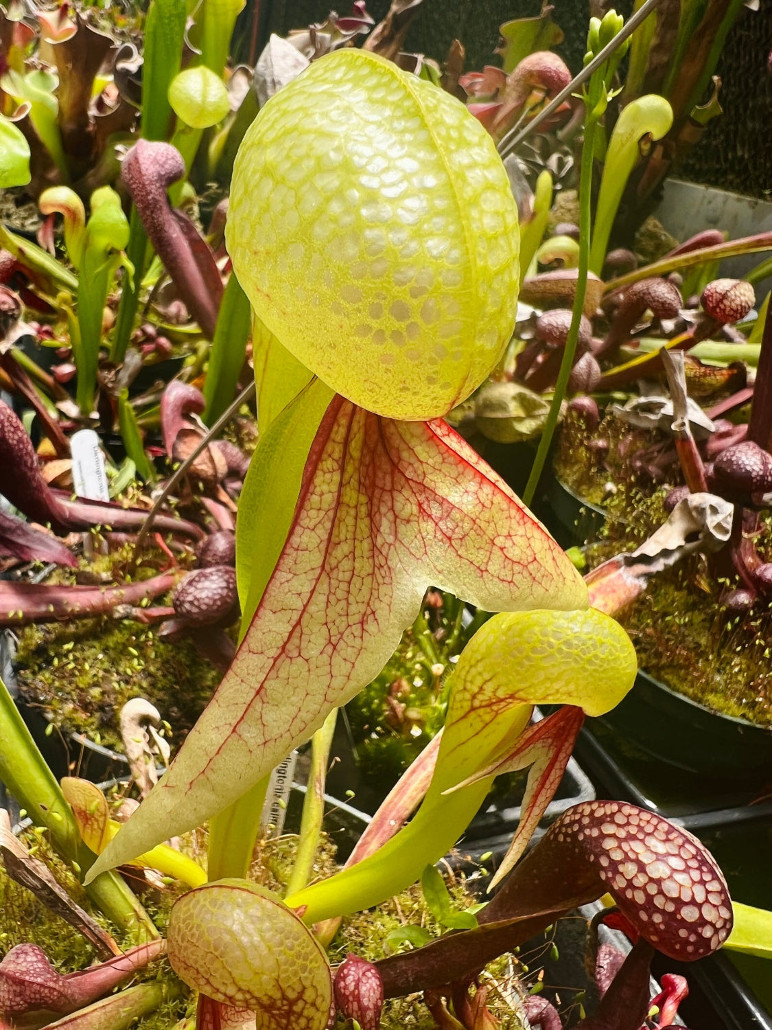 Close-up of a pitcher plant with a yellow lid and red interior.